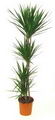 Madagascar Dragon tree
